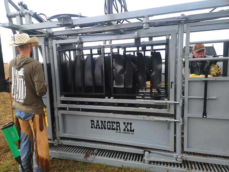 livestock chute with black cow inside and man with brown sweartshirt and cowboy hat look on